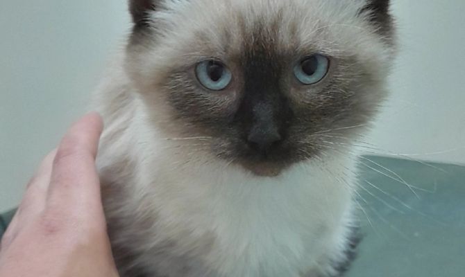 Тульский приют проводит акцию помощи бездомным животным