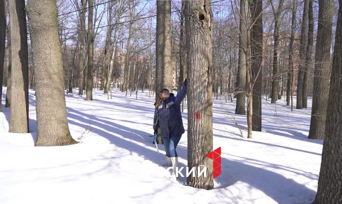 В Центральном парке Тулы удаляют аварийные деревья