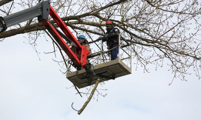 За что деревья в Туле приговаривают к кронированию