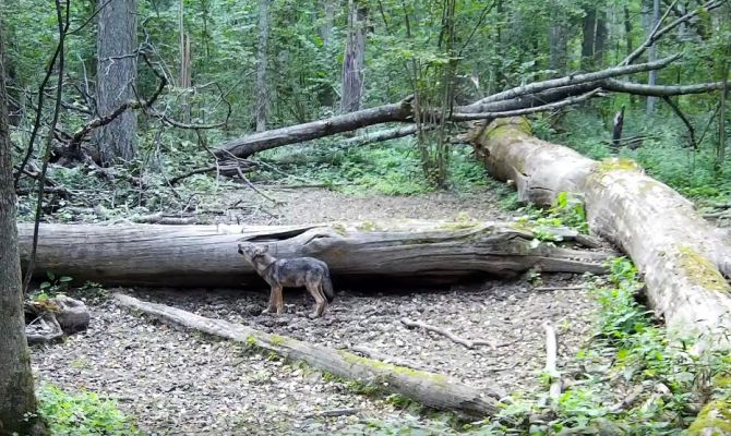 На границе Тульской области заметили "поющего" волчонка