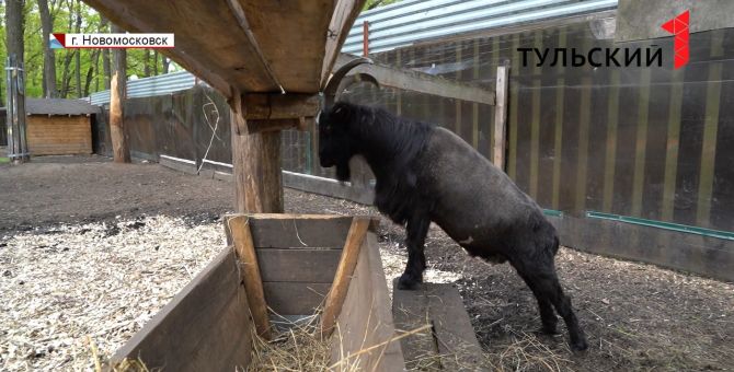 В Новомосковском зоопарке совершена попытка побега
