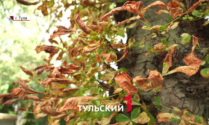 В Туле раньше времени пожелтели каштаны: экологи назвали причины
