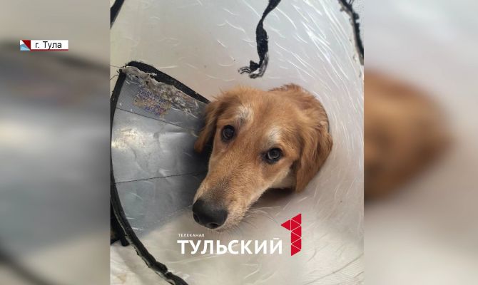 В ветклинике не уследили за пациентом: больная собака сбежала на прогулке