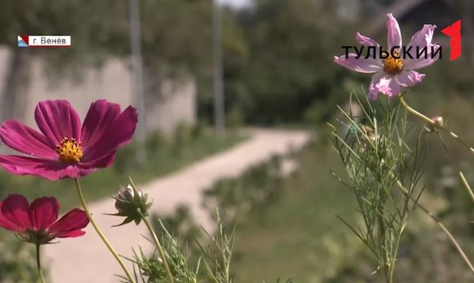 Семья пенсионеров из Венева создала в городе Сиреневый бульвар