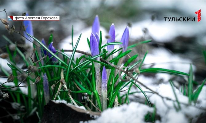 В Туле на 2 недели раньше нормы зацвели подснежники