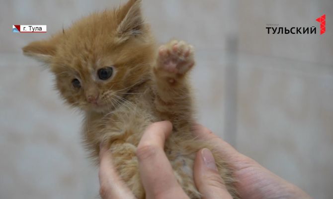 Тульские волонтеры безвозмездно спасают жизни животным: в чем их мотивация