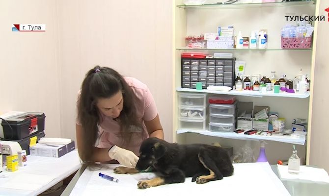 В Тульской области активизировались клещи: как обезопасить себя и домашних питомцев