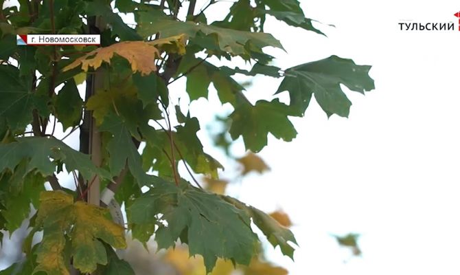 «Новомосковск, дыши»: в рамках экологической акции в городе химиков высадили аллею кленов