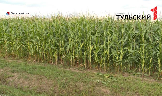 В 2020 году в Тульской области планируют собрать не менее 60 тысяч тонн кукурузы