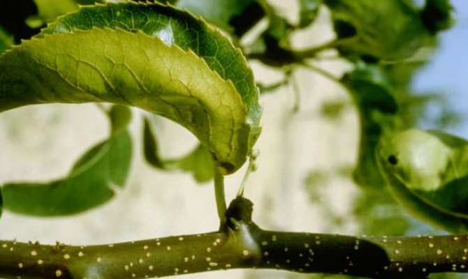 В Узловском районе введен карантинный фитосанитарный режим из-за опасной болезни плодовых деревьев