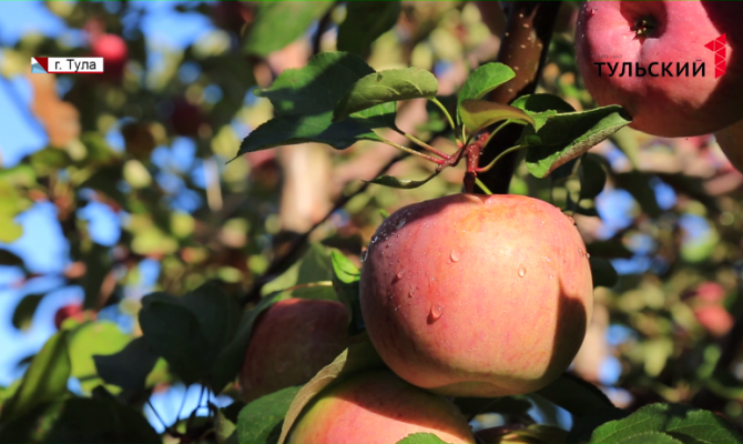 В питомнике в деревне Струково Тульской области возрождают редкие сорта фруктов