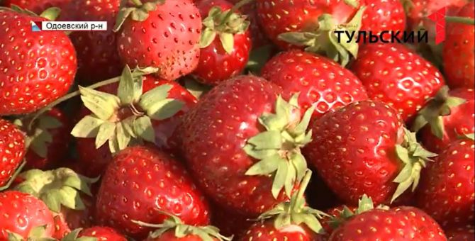 10 грузовиков клубники собрали в Тульской области