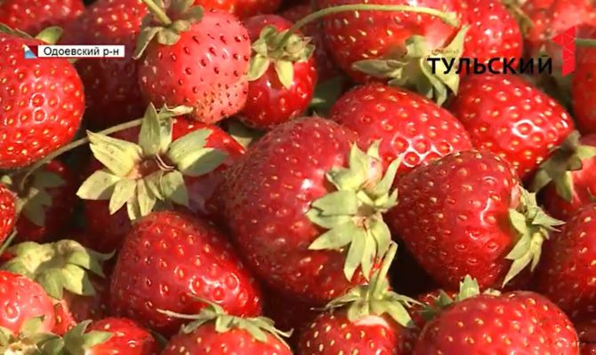 Россиянам рассказали, как выбрать вкусную клубнику