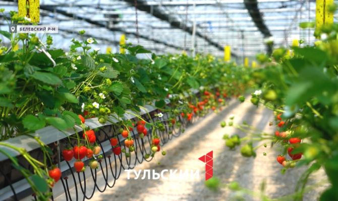 Ягодники под Тулой раскрыли секреты своих умных теплиц