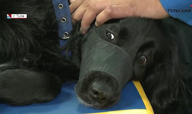 Как тулякам помочь своим домашним питомцам реабилитироваться после травм