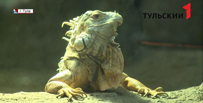 Тульскому экзотариуму в Центральном парке исполнился год