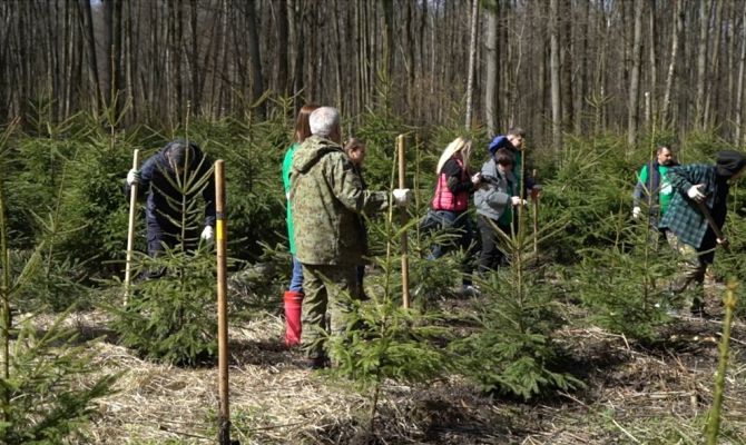 В Ясной Поляне высадили почти 1,5 тысячи молодых деревьев