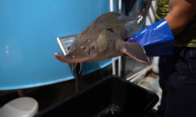 В хозяйстве под Ясногорском фермер выращивает 10-килограммовых осетров и карпов 