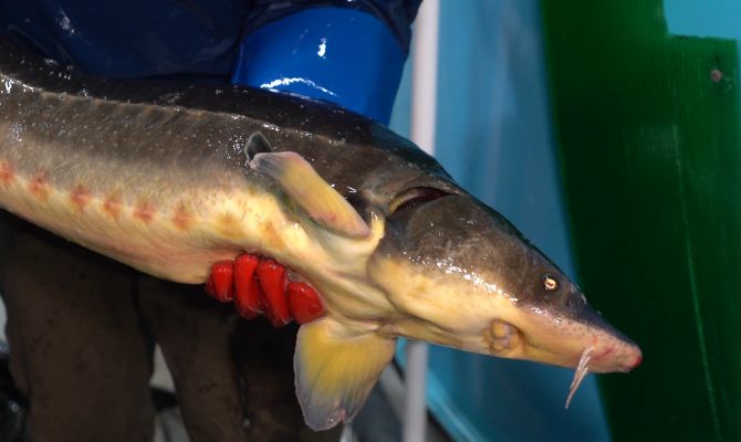 Тульские фермеры выращивают осетров к новогоднему столу: как они добиваются вкуса и запаха речной рыбы