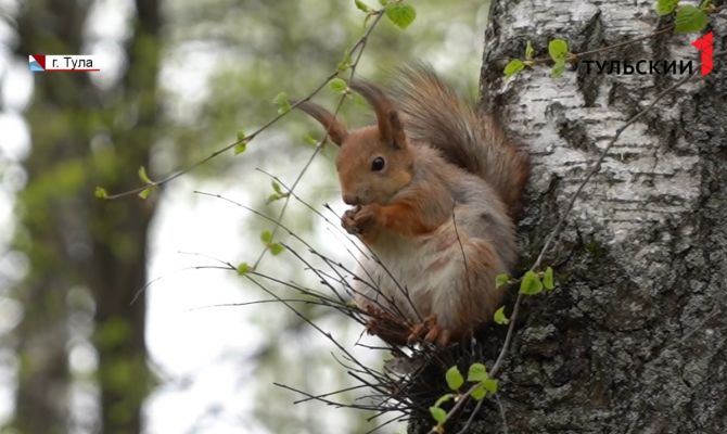Как и чем тулякам кормить белок в парке