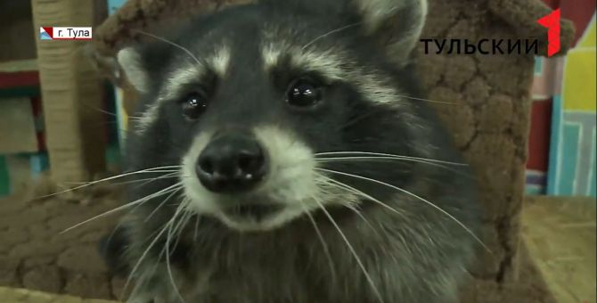 Енот Геннадий с дочерьми и друг семьи Валера в Туле собирают друзей