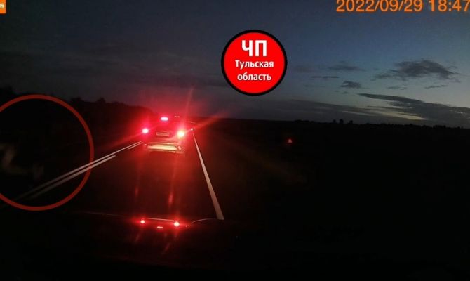 В Щёкино лось выбежал на трассу и чуть не устроил массовое ДТП