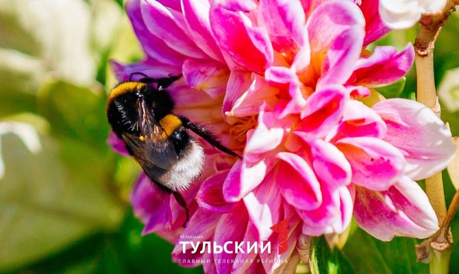 18 августа в Туле будет до 27 градусов тепла