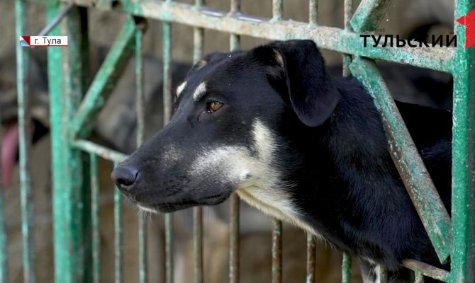 В Туле брошенным животным из приюта «Любимец» требуется помощь кураторов