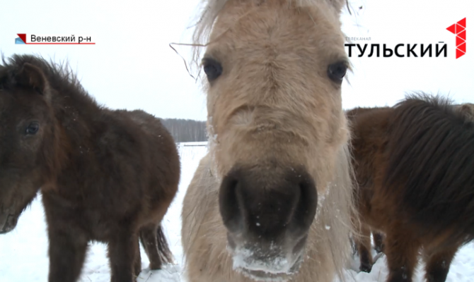 Под Веневом расположилось уникальное племенное хозяйство