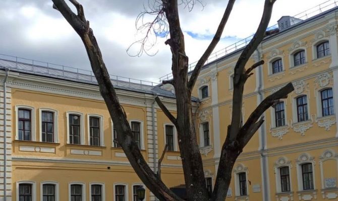 Стала известна дата высадки нового памятного клена возле ТГПУ им. Л.Н. Толстого