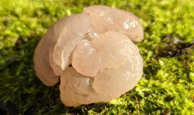 Туляки нашли в лесу редкий желеобразный гриб