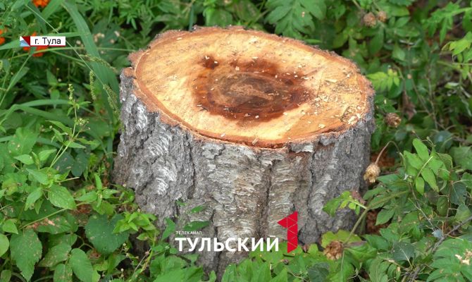 Во дворе тульской многоэтажки без ведома жителей спилили 30-летнюю березу