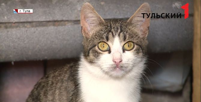 Бездомные животные в Туле смогут переночевать в тепле