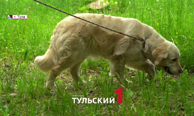 Штраф за собачьи экскременты: в Туле изменили правила выгула