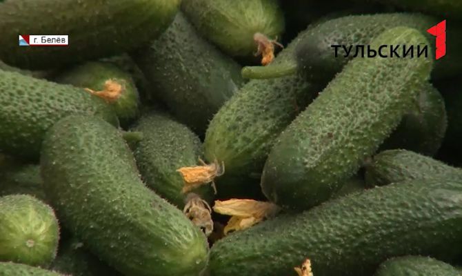 В Тульской области ожидают на 15% больше урожая местных овощей