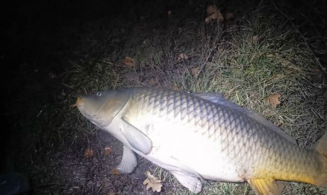 «Вот такие сазанищи попадаются»: в Тульской области рыбак поймал 25-килограммовую рыбу
