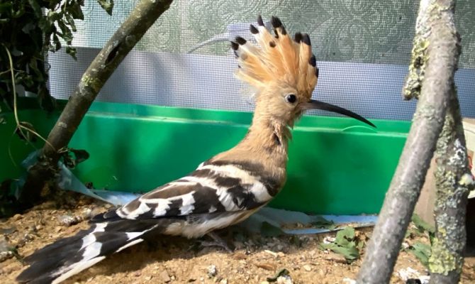 Тульские волонтеры спасли удода со сломанным крылом