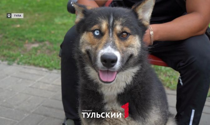 Пес-путешественник в поисках хозяина проехал 300 километров