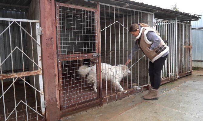 Заложила золото, чтобы спасти собаку: тулячка на свои деньги построила приют для животных