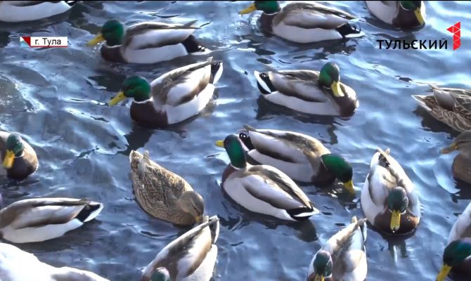 Туляки могут помочь составить карту перемещения птиц