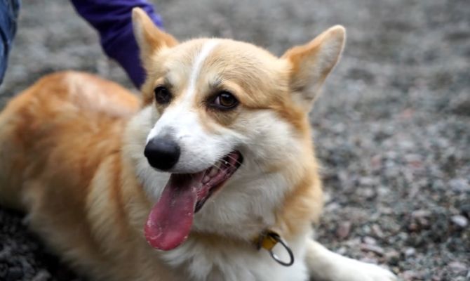 Кинологи дали совет, как сделать послушной любую собаку