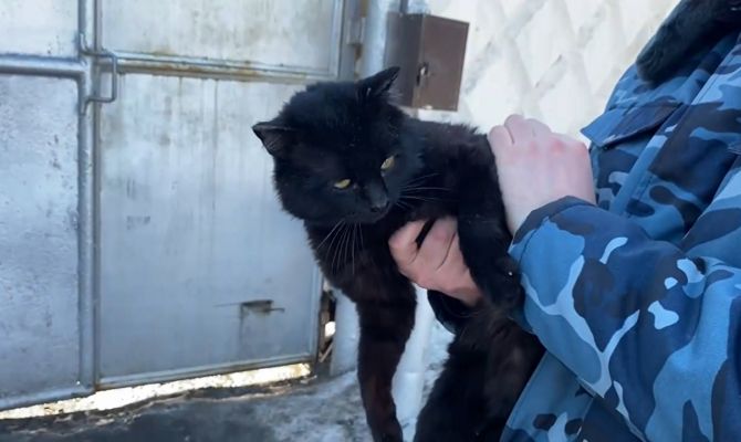 В Казани поймали кошку-наркокурьера: животное пыталось пронести гашиш в исправительную колонию