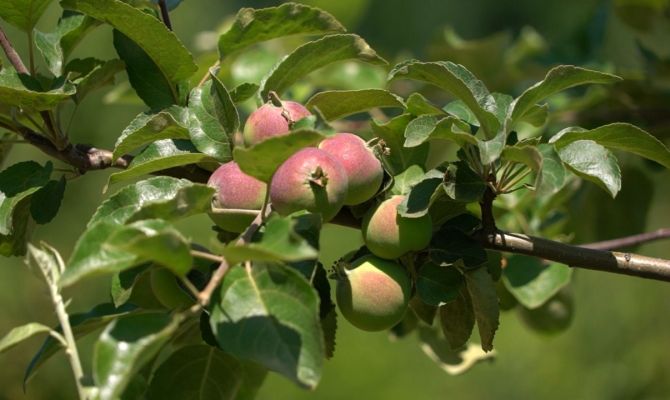 Тульские фермеры поделились прогнозами на урожай яблок в этом году