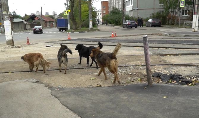 В Новомосковске люди бояться выходить из дома из-за агрессивных дворняг