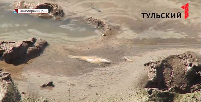 Ясногорский водоем – на грани экологического бедствия: причины и последствия