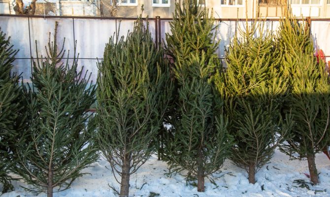Как тулякам не ошибиться с покупкой новогодней ёлки