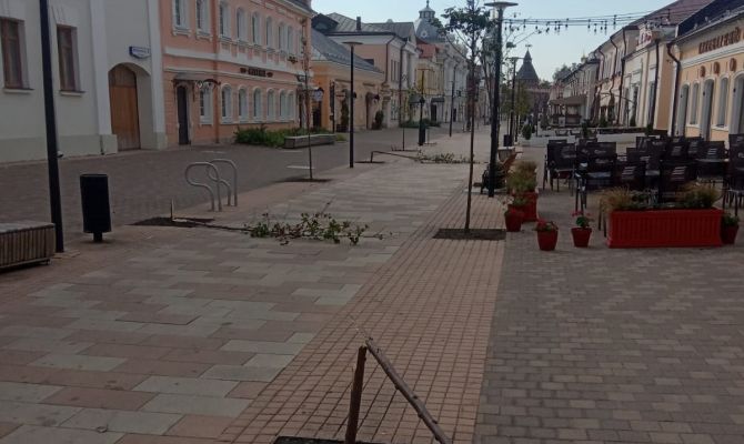 Поломавшего деревья на улице Металлистов в Туле вандала арестовали на 7 суток