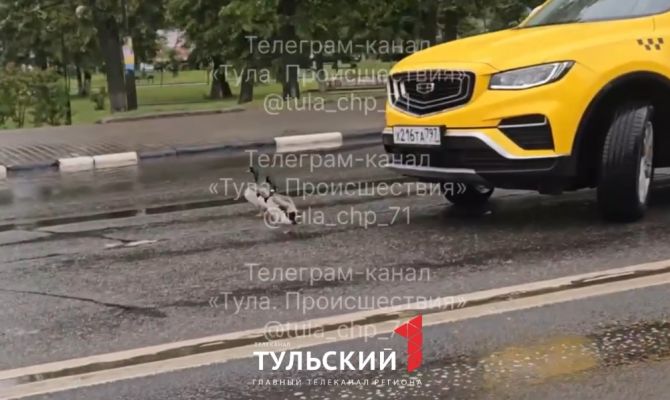 В Туле две утки остановили движение на Красноармейском проспекте