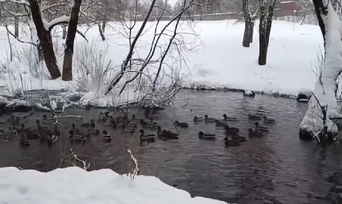 Сколько уток насчитали в Рогожинском парке Тулы