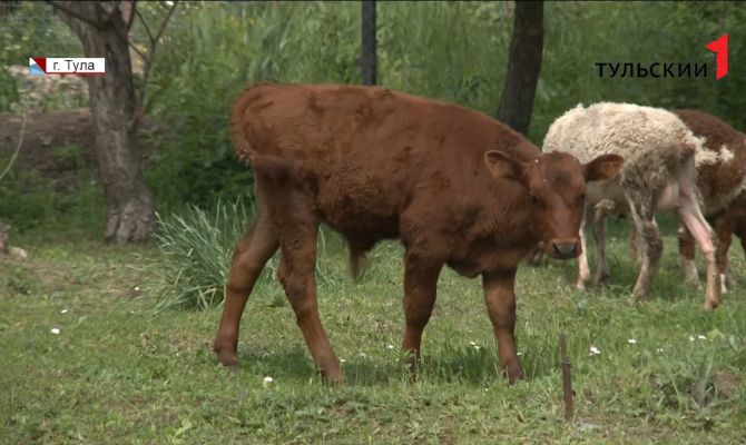 Рога и копыта: тулякам запретили разводить животных на дачных участках